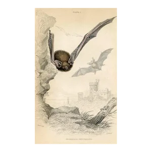 1830s, Vesper Bat Print, Original Antique Mammal Engraving, England