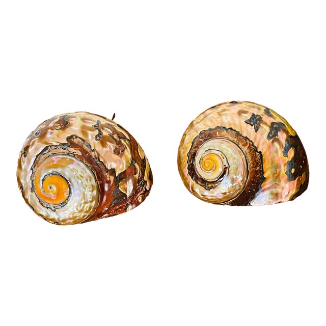 Fabulous Pair Gold Brown Turbo Shells Specimens For Sale