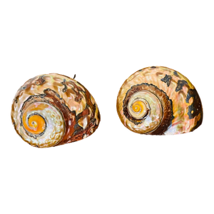 Fabulous Pair Gold Brown Turbo Shells Specimens