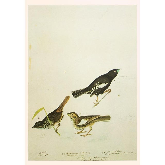 John James Audubon 1966 Vintage Cottage Print "Prairie Finch & Brown Song Sparrow" After John James Audubon For Sale - Image 4 of 6