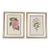 Vintage Botanicals - Framed Set of 2 - Authentic 1953 Prints For Sale