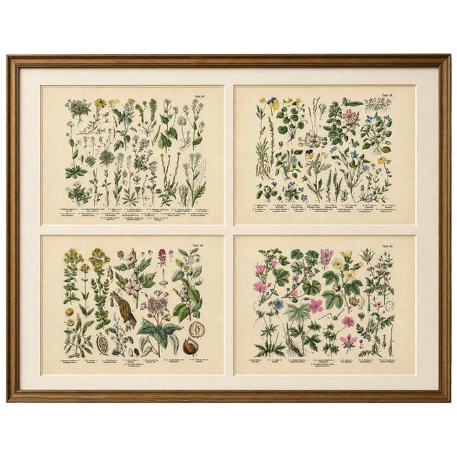 M. Fünfstück, German Wildflower Botanical Plates, 1890s, Chromolithographs, Set of 4 For Sale - Image 9 of 9