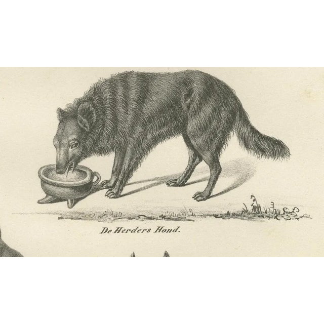 Wild and Domestic Dogs, 1836, Lithograph For Sale - Image 4 of 11
