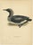 Antique Loon Bird Lithographs with Arctic Loon & Red-Throated Loon, 1929, Set of 3 For Sale - Image 3 of 10