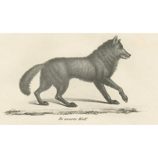 C.C. G. Zool., The Black Wolf and Grey Wolf, 1836, Lithograph For Sale - Image 6 of 11