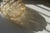 A pair of mid-century bubble-glass flush mounts in a spiral or snail design that can be fixed flat to either a ceiling or...