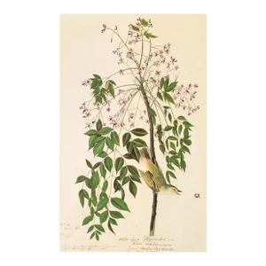 1966 Vintage Cottage Print "White-Eyed Vireo or Flycatcher" After John James Audubon