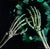 Emerald Shadow #2 features a striking depiction of skeletal hands, rendered with meticulous detail against a dark...