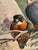This is a beautiful wildlife painting in the style of Richard Sloan depicting a pair of orange-breasted falcons perched in...