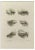 Jean François Poletnich, Eyes, Etching, 1755 For Sale