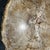 1990s 1990s Petrified Wood Coffee Table For Sale - Image 5 of 12