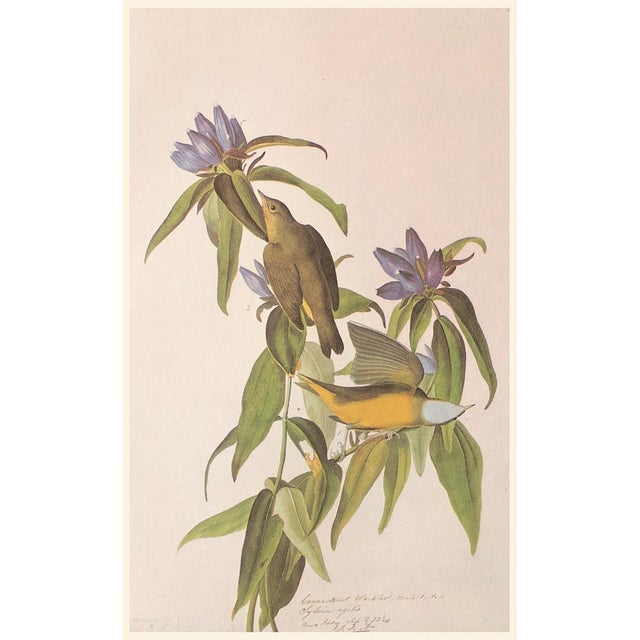 1960s 1966 Vintage Farmhouse Cottage Print "Connecticut Warbler" After John James Audubon For Sale - Image 5 of 7