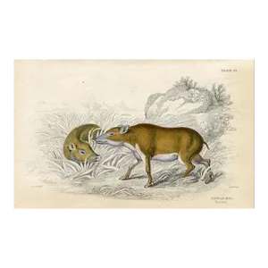 1830s, Papuan Hog Print, Original Antique Mammal Engraving, England
