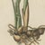 Beige Bertuch, Zedoary and Grains of Paradise Spice Plants, 1805, Print For Sale - Image 8 of 12
