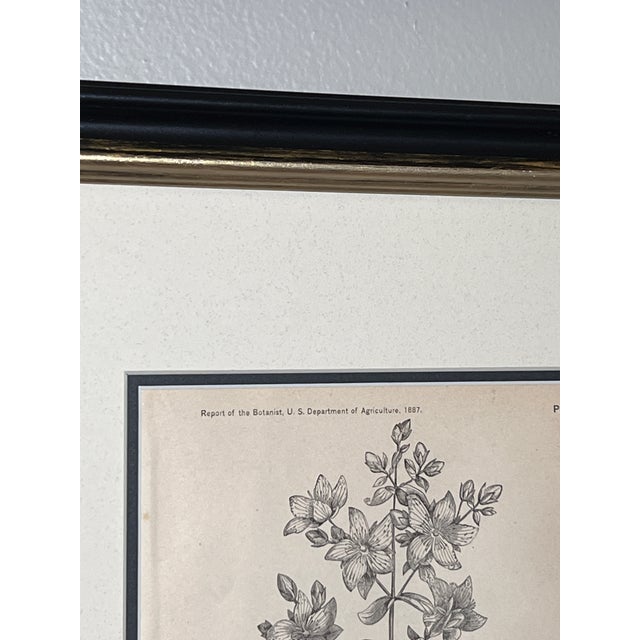 Framed Antique Botanical Prints Set of 4 -Authentic u.s. Agriculture Prints For Sale - Image 4 of 6