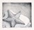 Contemporary Starfish Etching in Ink on Paper (#8/16) by J Brown For Sale - Image 3 of 10