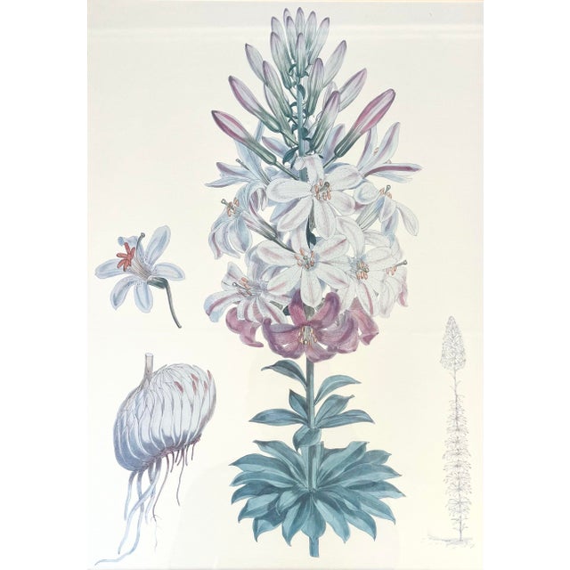Realism 1980s Walter Hood Fitch Lilium Washingtonianum, Washington Lily Large Framed Print For Sale - Image 3 of 8