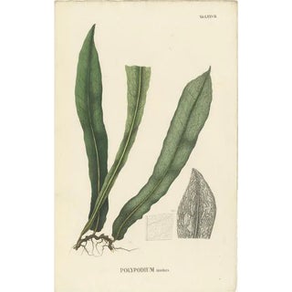 Carolo Ludovico Blume, Ferns of Indonesia, 1829, Lithograph on Paper For Sale