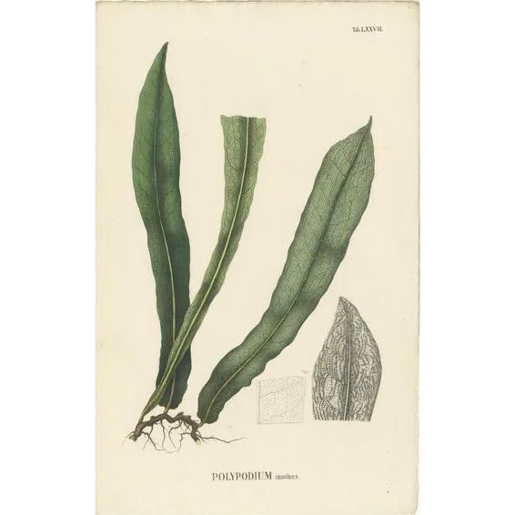 Carolo Ludovico Blume, Ferns of Indonesia, 1829, Lithograph on Paper For Sale