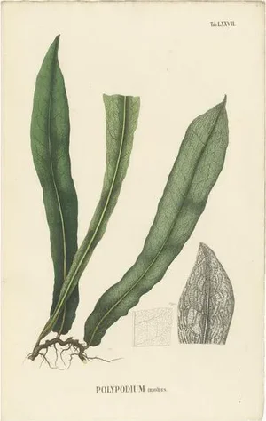 Carolo Ludovico Blume, Ferns of Indonesia, 1829, Lithograph on Paper