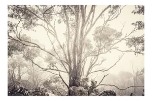 Eucalyptus I, British Photograph, Flora and Fauna, 2013