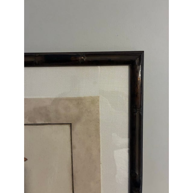 Natural Curiosities “Abba Gumba” Bird After Bruce’s Travels Framed Print For Sale In Charlotte - Image 6 of 7