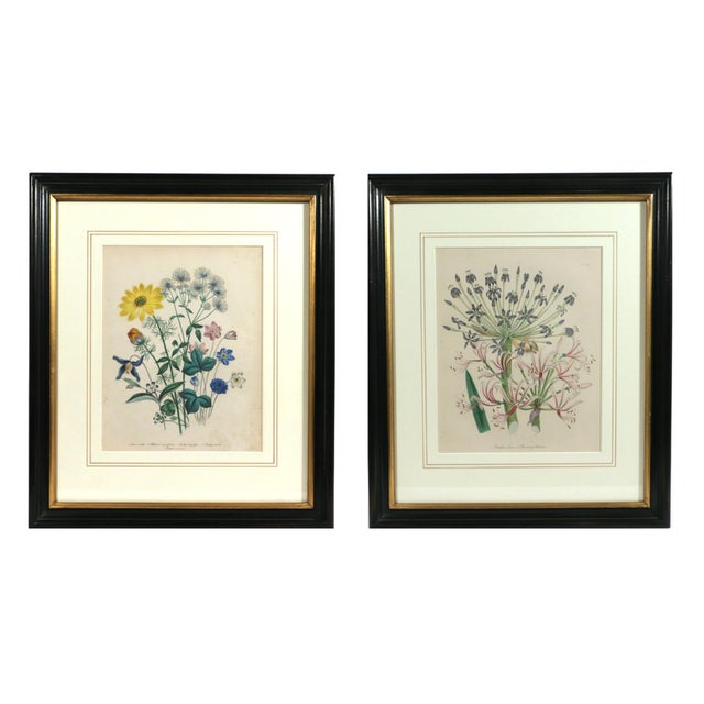 Victorian Blooms: Pair of Botanical Prints by Jane Wells Loudon, Plates 11 & 31, Circa 1843 This exquisite pair of hand-...
