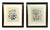 Victorian Blooms: Pair of Botanical Prints by Jane Wells Loudon, Plates 11 & 31, Circa 1843 This exquisite pair of hand-...