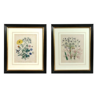 Mid 19th Century Jane Wells Loudon Botanical Prints Framed - a Pair For Sale