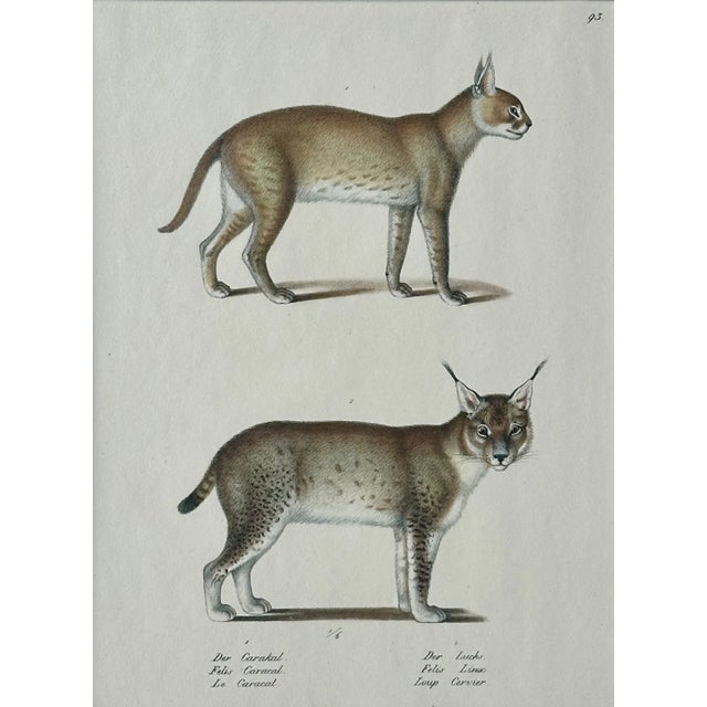 Original lithograph by Heinrich Rudolf Schinz and published by Brodtmann in Zurich, 1824. Unframed, mat included....