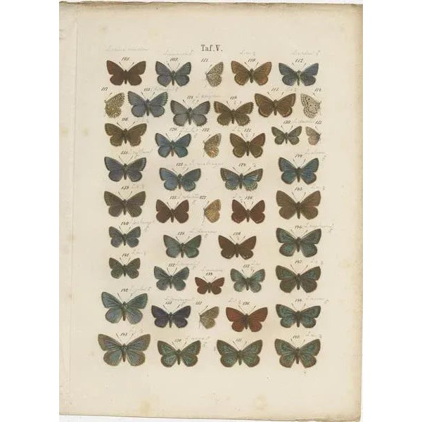 Ramann, Butterflies and Moths, 1870, Set of 7 For Sale - Image 3 of 9