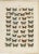 Ramann, Butterflies and Moths, 1870, Set of 7 For Sale - Image 3 of 9
