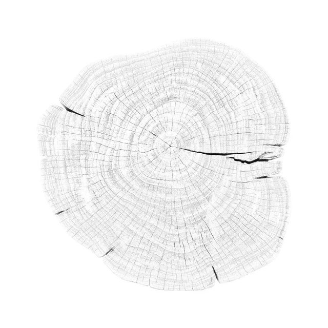 Cross section of white stump on white