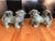 Monumental Antique Chinese Bronze Indoor Outdoor Foo Dogs - a Pair For Sale - Image 11 of 12