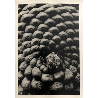 1980s Pine Cone Detail Photograph Photo Garo For Sale
