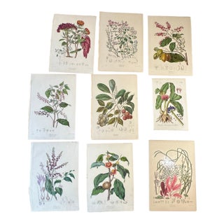 Set of 9 Antique Botanical Prints For Sale