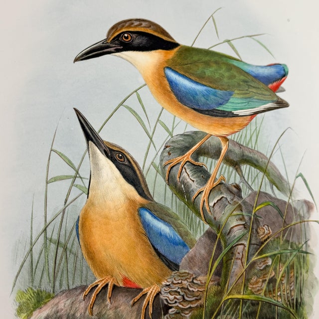 Printmaking Materials 19th Century Rare Gould Pattern Pair | Hand-Colored Pitta Lithographs From John Gould’s Birds of Asia - Set of 2 For Sale - Image 7 of 13