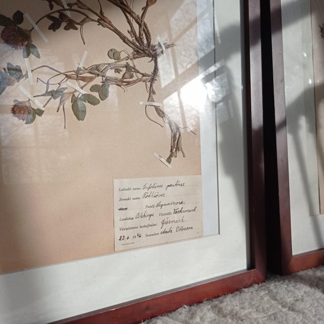 1940s Swedish Herbarium Set, 1946, Set of 3 For Sale - Image 5 of 8