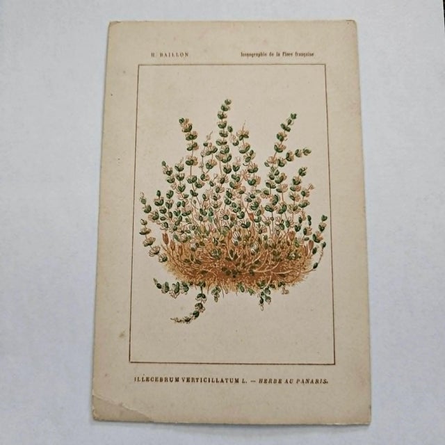 Original 19th-century French botanical lithograph by renowned botanist **Henri Ernest Baillon**, published in Paris...