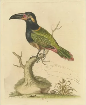 Green Toucan, Paper