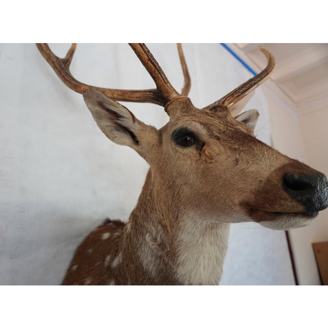 Spotted Deer Head & Bust Mount For Sale - Image 4 of 15