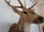 Spotted Deer Head & Bust Mount For Sale - Image 4 of 15