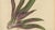 Gold Berthe Hoola van Nooten, Oyster Plant, 1880, Chromolithograph For Sale - Image 8 of 10