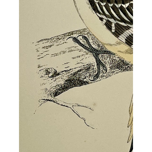 Cream Antique Hand Tinted Bird Print From England Featuring a Black & Red Hairy Woodpecker - Circa 1880 For Sale - Image 8 of 11