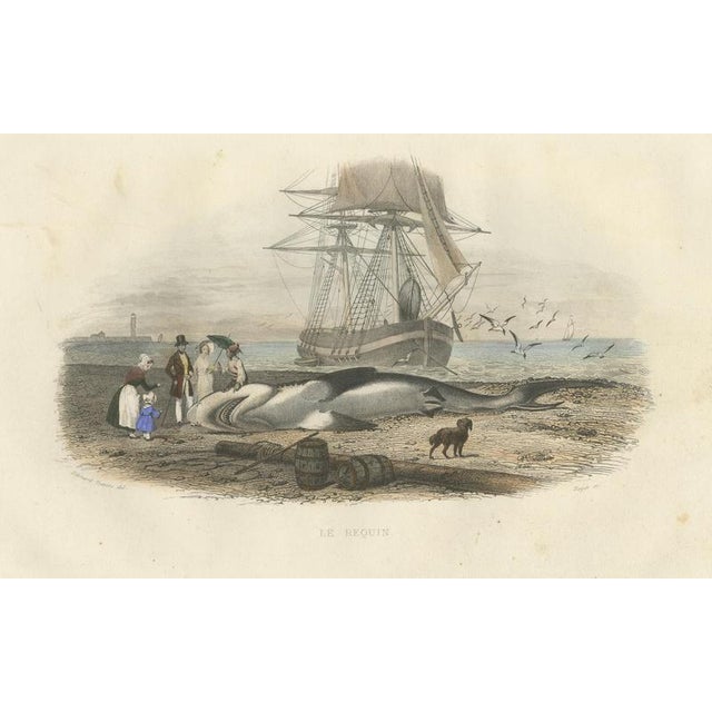 After Édouard Traviès, Le Requin (Shark), 1840, Hand-Colored Engraving For Sale - Image 10 of 10
