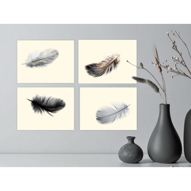 Feathers Set of Four Prints 8 X 10 in Contemporary Home Decor Reproduction For Sale In Savannah - Image 6 of 6