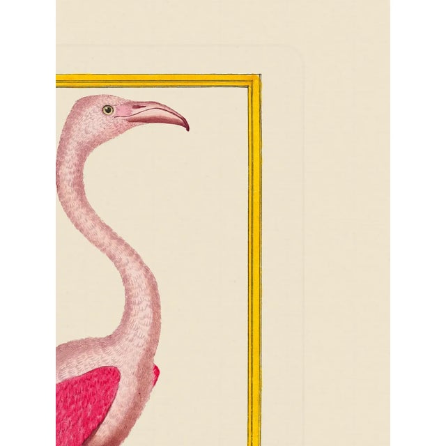 Here we have an American flamingo. The print has the birds name in French at the bottom if you would like to do further...