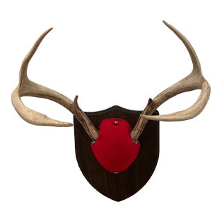 Mid 20th Century Trophy Deer Antlers Mount For Sale