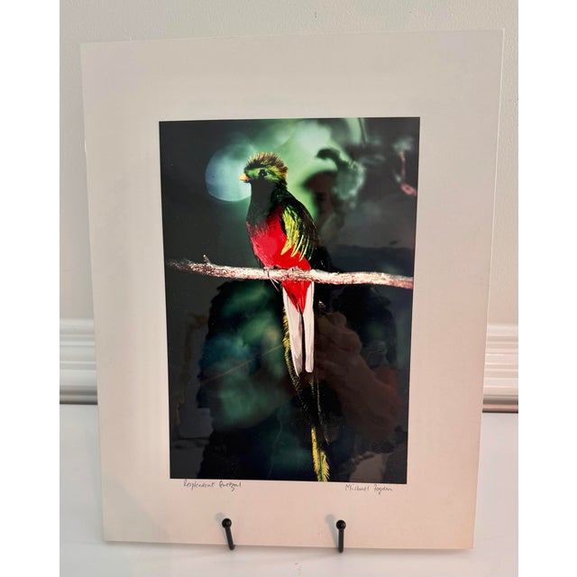 Striking signed wildlife photograph of a Resplendent Quetzal by noted nature photographer Michael Fogden, photographed at...