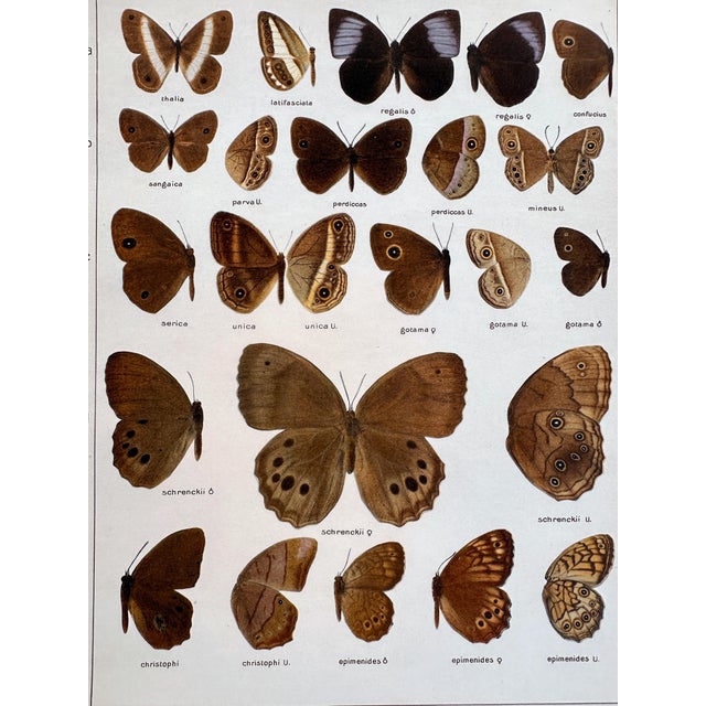 1910s Antique Adalbert Seitz Butterfly Chromolithograph, Acrophthalma–Lethe, 1909–1915 For Sale - Image 5 of 5